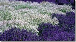 purple_white_lavender_269x149