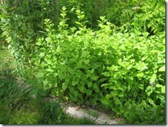 lemon-balm-1 525x394